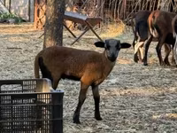 Widder, Cameroon sheep — Foto 4