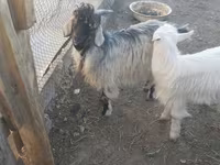 Bode, Cabras — foto 2