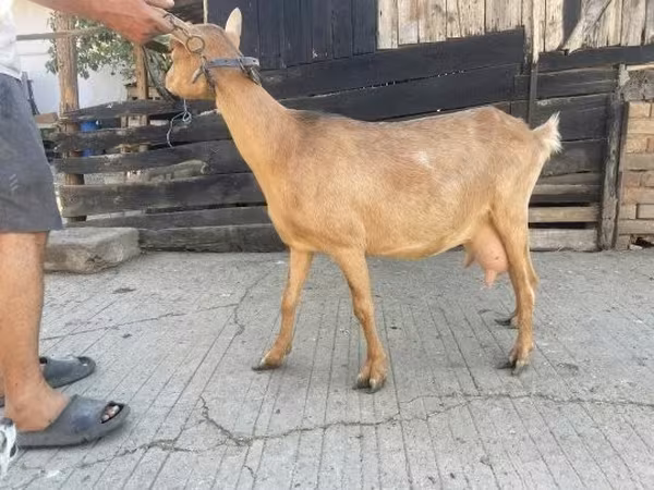 Koza, Kozy