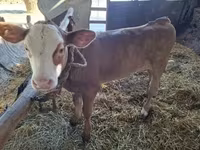 Vache, Bovins — photo 2