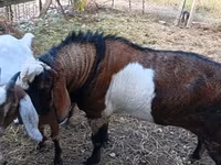 Bode, Nubian Goat — foto 5