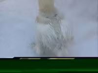 Silkie — photo 2