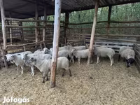كبش, الأغنام — الصورة 2