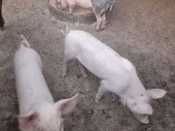 Свині (партія, стать не вказано), Свині — Угорщина