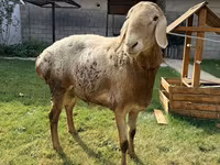 Qoç, Arashan sheep — foto 1