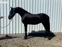 公马, Friesian — 照片 6