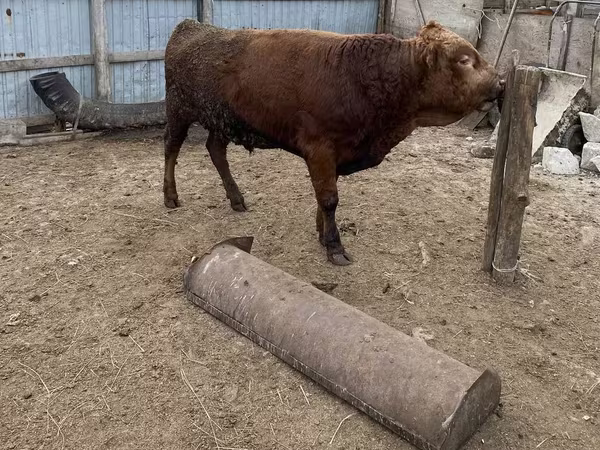 Bik, Говеда