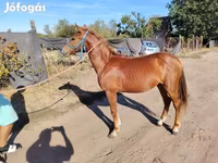 Horse (M), Horses — photo 4