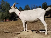 Cabra, Saanen goat — foto 5