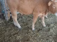 Bulle, Simmental cattle — Foto 3