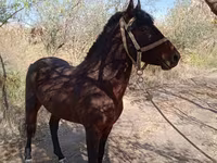 Horse (M), Karabair horse — photo 3