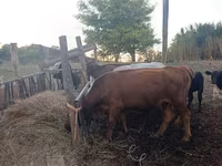 Krowa, Aberdeńsko-anguska — zdjęcie 6