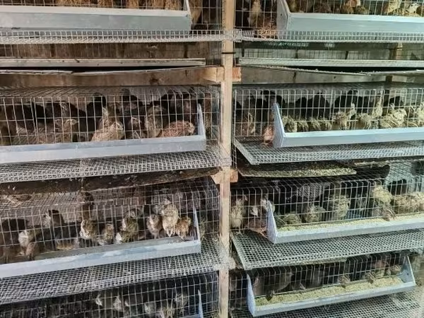 Quails — ハンガリー