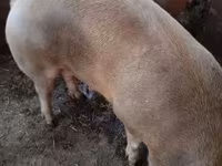 Schweine (Partie, Geschlecht nicht angegeben), Крупная белая — Foto 2