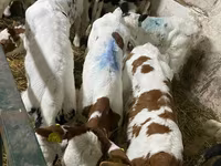 Bull, Cattle — photo 1