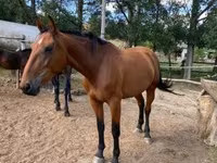 Stute, Nonius horse — Foto 5