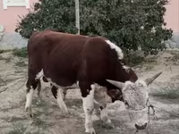 Taureau, Vache kazakhe à tête blanche — photo 2