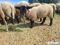 Schaf, White Suffolk sheep — Foto 7