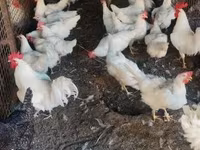 Chickens — foto 2