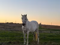 Égua, Cavalos — foto 1