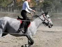 Kobyła, Konie — zdjęcie 2