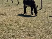 Cavalo, Kerry Bog Pony — foto 3
