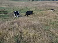 Krowa, Russian Black pied cattle — zdjęcie 1