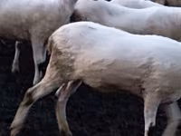 Ovca, Tsigai sheep — fotografija 3