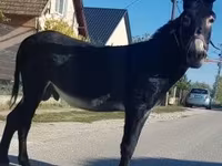 Cavalo, Cavalos — foto 2
