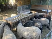 Schaf, White Suffolk sheep — Foto 3