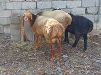 Moutons (lot, sexe non indiqué), Moutons — photo 2