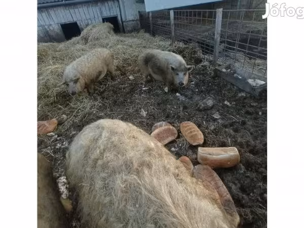 मादा सूअर, Мангалица