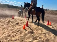 Caballo, Caballos — foto 5