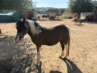 Égua, Cavalos — foto 6