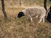 Widder, Dorper sheep — Foto 2