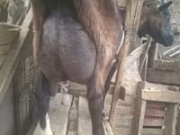 Taka, Nubian Goat — 5-rasm
