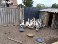 Geese — الصورة 2