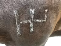 Pastuv, Percheron — fotografija 4