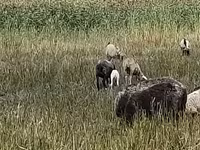 Ovca, Romanov sheep — fotografija 3