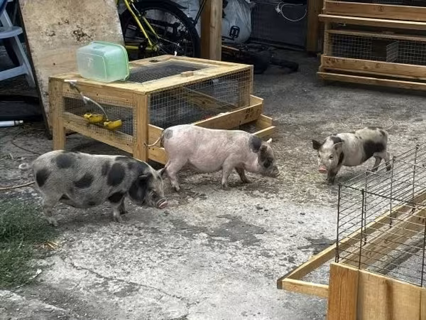 Porca, Porcos — Hungria