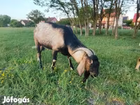 تيس, Nubian Goat — الصورة 1