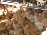 Chickens — 照片 3