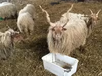 Brebis, Racka sheep — photo 4