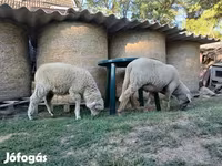 公羊, White Suffolk sheep — 照片 6