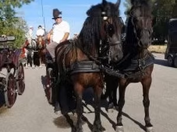 At, Friesian