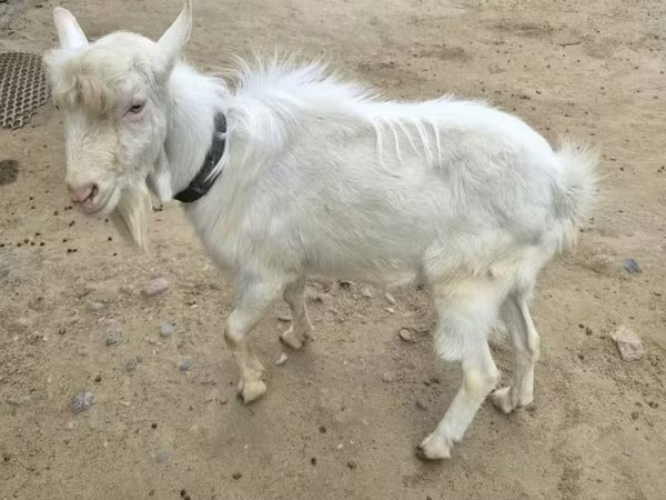 Kozioł, Saanen goat