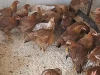 Chickens — foto 3