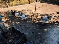 Turkeys — foto 7