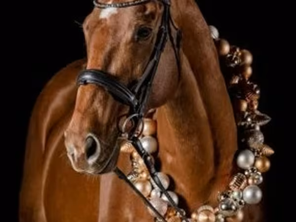 公马, Thoroughbred horse