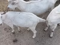 Cabra, Saanen goat — foto 4